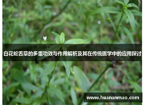 白花蛇舌草的多重功效与作用解析及其在传统医学中的应用探讨