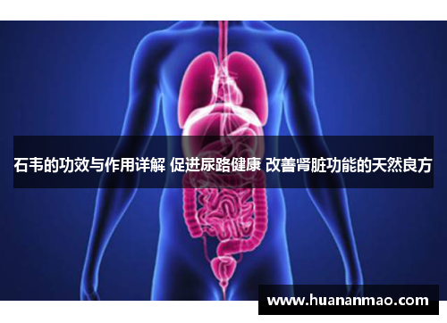 石韦的功效与作用详解 促进尿路健康 改善肾脏功能的天然良方